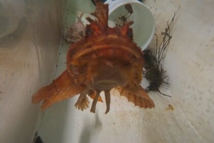 a-look-at-the-marine-animals-that-will-be-living-at-dalhousie’s-aquarium