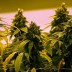 manitoba-legislation-lifting-ban-on-homegrown-recreational-cannabis-to-come-into-effect-may-1