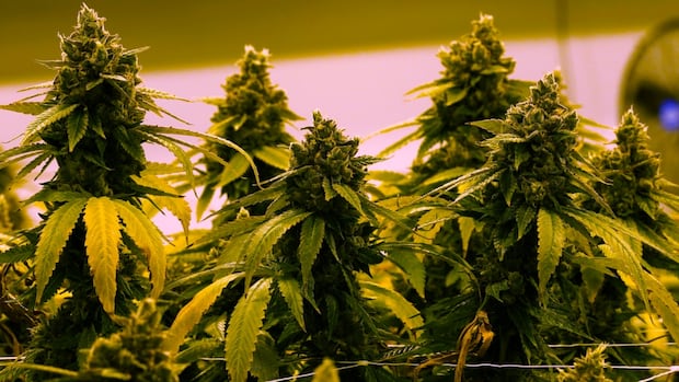 manitoba-legislation-lifting-ban-on-homegrown-recreational-cannabis-to-come-into-effect-may-1