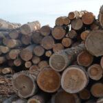 bc-invests-$11-million-on-value-added-lumber-manufacturing-amid-us.-uncertainty