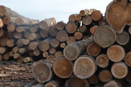 bc-invests-$11-million-on-value-added-lumber-manufacturing-amid-us.-uncertainty
