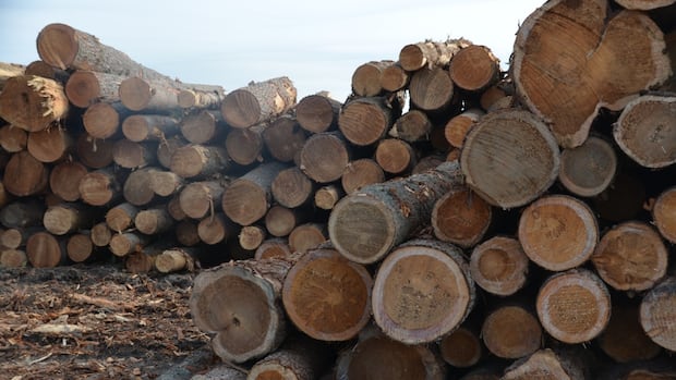 bc-invests-$11-million-on-value-added-lumber-manufacturing-amid-us.-uncertainty