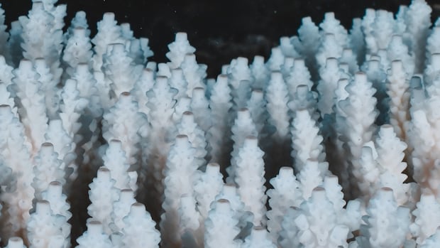 most-of-world’s-colourful-corals-go-white-in-record-breaking-bleaching
