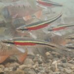 ontario-is-killing-its-endangered-species-act.-heres-what-you-need-to-know