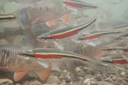ontario-is-killing-its-endangered-species-act.-heres-what-you-need-to-know