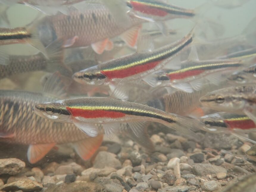 ontario-is-killing-its-endangered-species-act.-heres-what-you-need-to-know