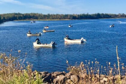 ‘devastating’-decline-in-bedeque-bay-oysters-has-fishers-worried-with-season-set-to-start
