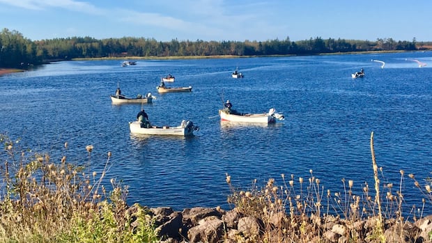 ‘devastating’-decline-in-bedeque-bay-oysters-has-fishers-worried-with-season-set-to-start