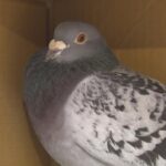 the-finish-line-was-in-spain.-how-did-this-racing-pigeon-end-up-in-nova-scotia?