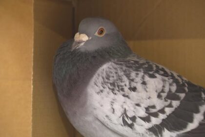 the-finish-line-was-in-spain.-how-did-this-racing-pigeon-end-up-in-nova-scotia?