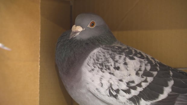 the-finish-line-was-in-spain.-how-did-this-racing-pigeon-end-up-in-nova-scotia?