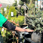 is-climate-change-uprooting-the-traditional-garden?