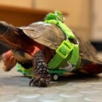 meet-root,-the-turtle-with-a-mobility-aid-made-of-lego