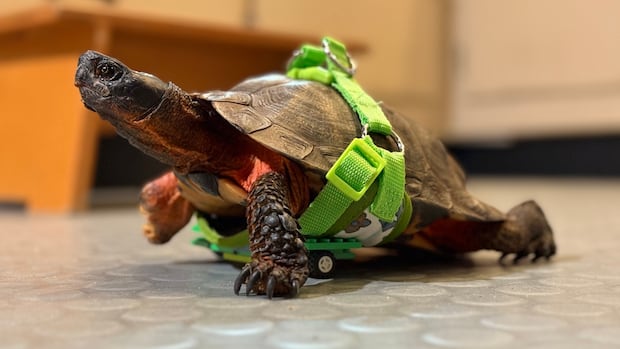 meet-root,-the-turtle-with-a-mobility-aid-made-of-lego