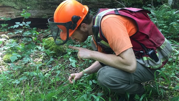 i-work-in-forestry.-i-feel-torn-as-a-voter-between-my-livelihood-and-climate-action
