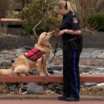 summerside’s-newest-police-dog-chases-down-emotions,-not-criminals