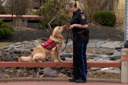 summerside’s-newest-police-dog-chases-down-emotions,-not-criminals