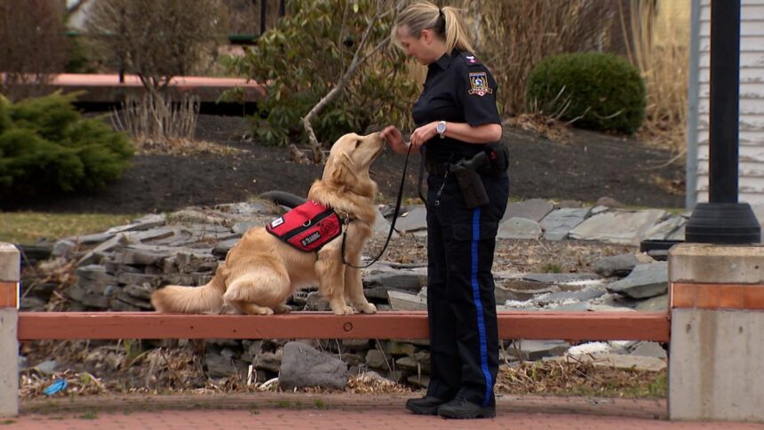 summerside’s-newest-police-dog-chases-down-emotions,-not-criminals