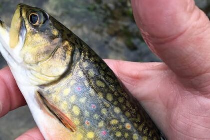 high-levels-of-ddt-found-in-nb.-brook-trout-decades-after-spraying