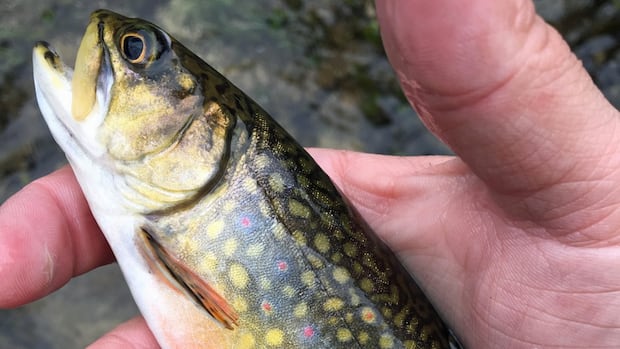 high-levels-of-ddt-found-in-nb.-brook-trout-decades-after-spraying