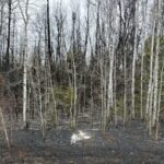 residents-forced-out-by-grass-fire-in-traverse-bay-can-return-home