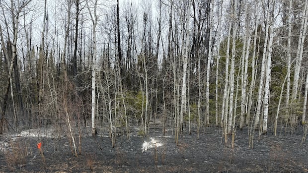 residents-forced-out-by-grass-fire-in-traverse-bay-can-return-home