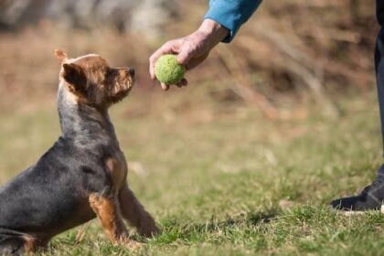 who-let-the-dogs-off-leash?-fredericton-council,-as-part-of-a-park-trial