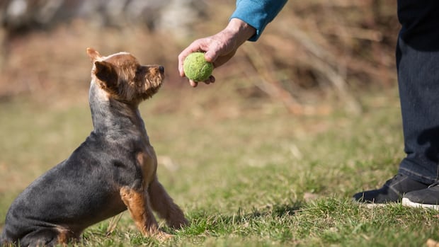 who-let-the-dogs-off-leash?-fredericton-council,-as-part-of-a-park-trial