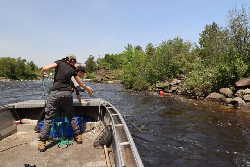 meet-the-people-trying-to-keep-a-prehistoric-fish-alive