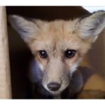 nova-scotia-wild:-springtime-foxy-frazzles-of-vixens,-dog-foxes,-kits,-cubs,-and-kites
