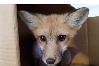 nova-scotia-wild:-springtime-foxy-frazzles-of-vixens,-dog-foxes,-kits,-cubs,-and-kites