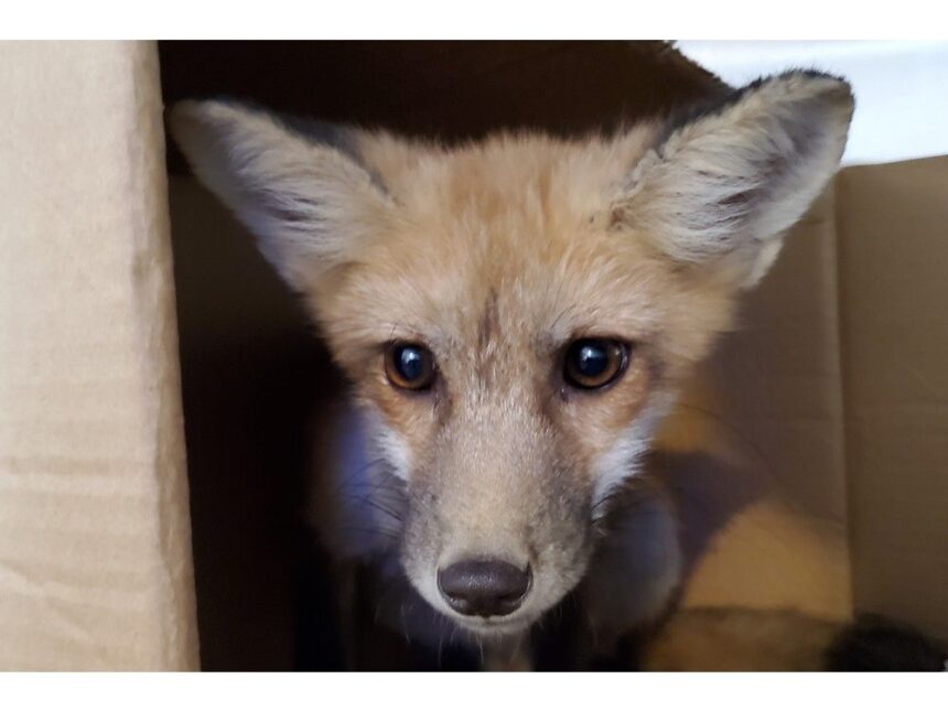 nova-scotia-wild:-springtime-foxy-frazzles-of-vixens,-dog-foxes,-kits,-cubs,-and-kites