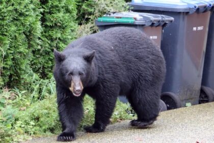 black-bear-killed-after-attacking-woman-in-whistler,-bc.