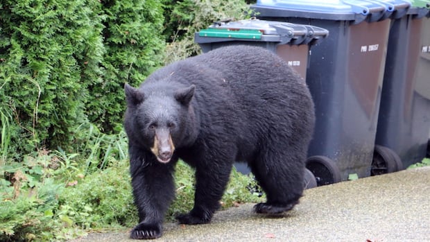 black-bear-killed-after-attacking-woman-in-whistler,-bc.