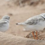 endangered-piping-plovers-have-returned-to-pei.-for-another-breeding-season
