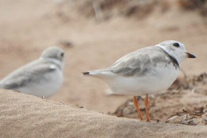 endangered-piping-plovers-have-returned-to-pei.-for-another-breeding-season