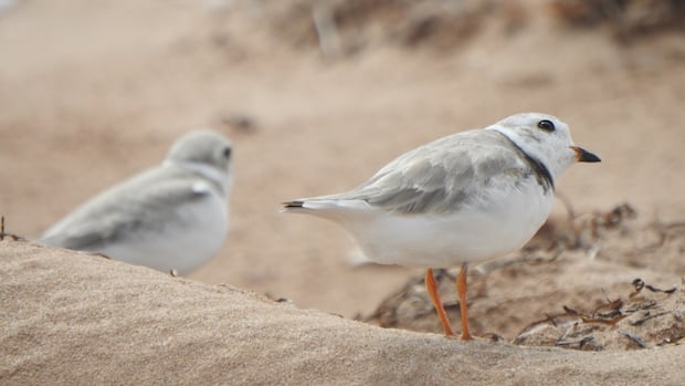 endangered-piping-plovers-have-returned-to-pei.-for-another-breeding-season