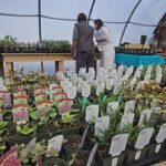 making-the-most-of-moths-and-other-unsung-heroes-of-pollination