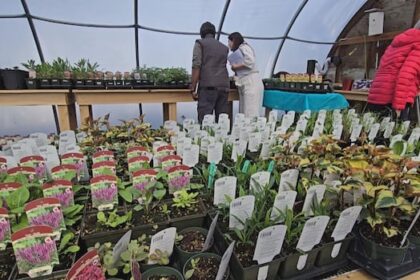 making-the-most-of-moths-and-other-unsung-heroes-of-pollination