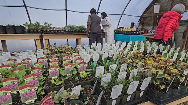 making-the-most-of-moths-and-other-unsung-heroes-of-pollination