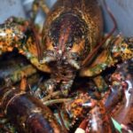 blaming-low-pei.-lobster-prices-on-tariff-fears-not-a-good-excuse,-says-marketing-board