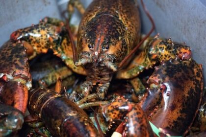 blaming-low-pei.-lobster-prices-on-tariff-fears-not-a-good-excuse,-says-marketing-board