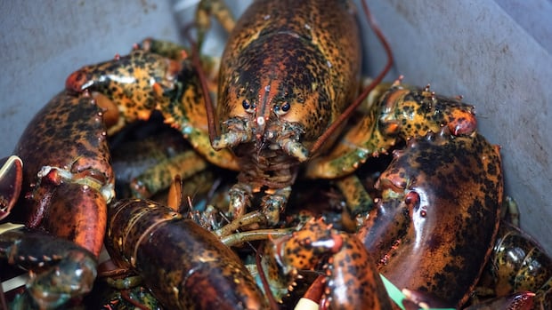 blaming-low-pei.-lobster-prices-on-tariff-fears-not-a-good-excuse,-says-marketing-board