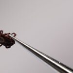 creeping-north:-why-ticks-and-lyme-disease-are-on-the-rise-in-nb.
