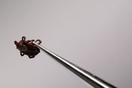 creeping-north:-why-ticks-and-lyme-disease-are-on-the-rise-in-nb.