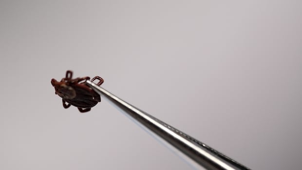 creeping-north:-why-ticks-and-lyme-disease-are-on-the-rise-in-nb.