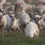 innu-nations-in-northern-quebec-want-better-protection-of-the-woodland-caribou