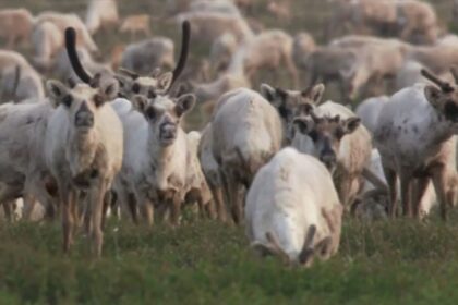 innu-nations-in-northern-quebec-want-better-protection-of-the-woodland-caribou