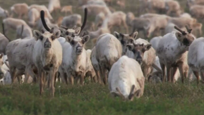 innu-nations-in-northern-quebec-want-better-protection-of-the-woodland-caribou