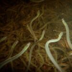 eskasoni-men-charged-with-illegally-fishing-baby-eels
